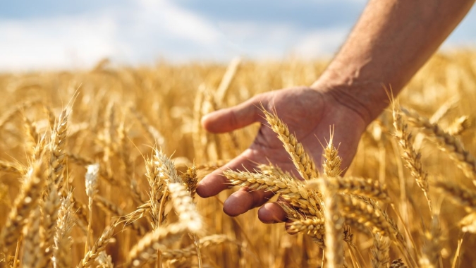 Trigo 2026 na Ucrânia começa a formar preço e movimento alerta produtores do Brasil