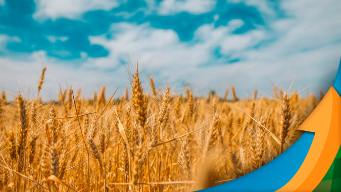 Embrapa desenvolve cultivar de trigo resistente à brusone que deve chegar ao produtor brasileiro em 2025
