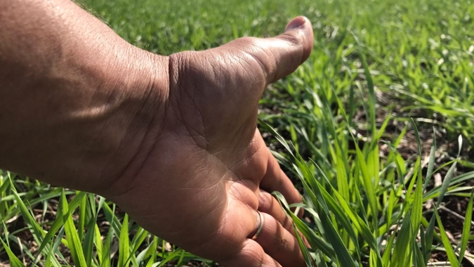 Trigo pode ganhar até 423 kg/ha com manejo fisiológico em ano de El Niño