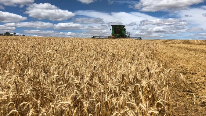 Trigo: USDA mantém safra 22/23 dos EUA em 44,9 mi de t; estoques vieram abaixo das expectativas