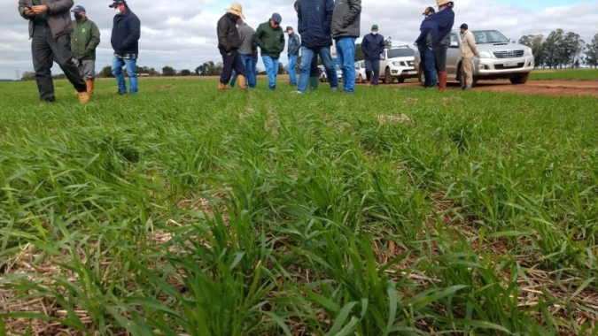 Trigo em áreas de arroz é tema de roteiro técnico em São Borja