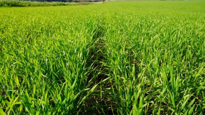 Plantio do trigo no RS chega a 92% da áres projetada para esta safra