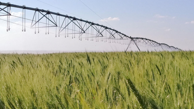 Trigo inicia terça-feira com reação em Chicago e mercado testa recuperação após volatilidade recente