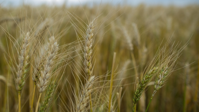Trigo/Cepea: Produtores estão atentos ao clima