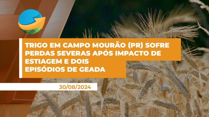 Trigo em Campo Mourão (PR) sofre perdas severas após impacto de estiagem e dois episódios de geadas