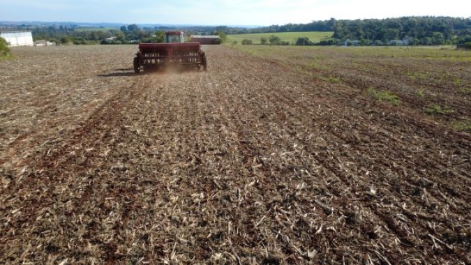 Semeadura de trigo evolui, com restrições pontuais decorrentes das chuvas