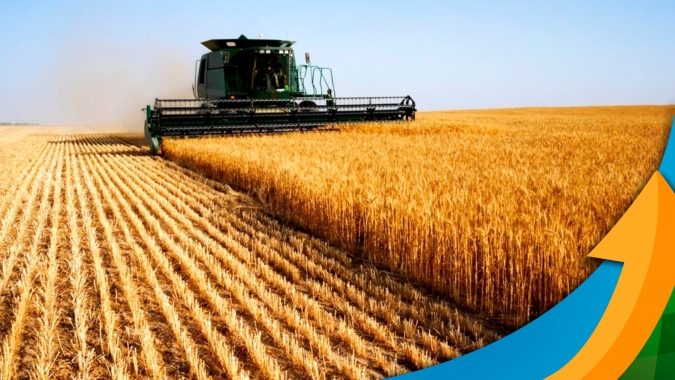 Trigo sofre com a chuva em Carazinho/RS com colheita parada e perda de qualidade e produtividade