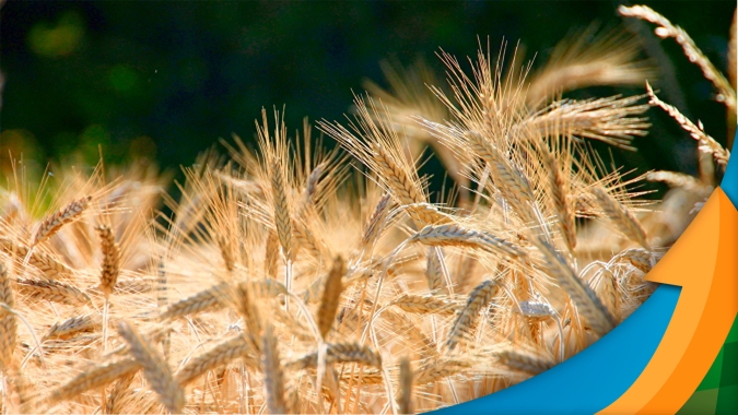 Região da Copercampos espera clima favorável em setembro e outubro para colher 75 sc/ha na safra de trigo