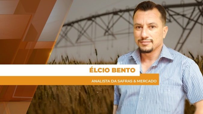 Safra de trigo se desenvolve bem, mas preços baixos no mercado interno preocupam