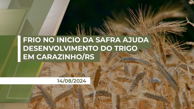 Frio no início da safra ajuda desenvolvimento do trigo em Carazinho/RS