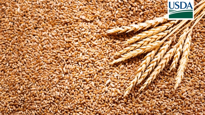 USDA: Vendas da safra 23/24 de trigo dos Estados Unidos totalizam 327,30 mil t; dentro das expectativas