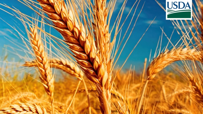 USDA: Vendas da safra 23/24 de trigo dos Estados Unidos totalizam 322,5 mil t; dentro das expectativas