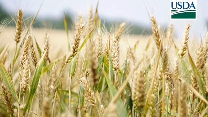 USDA: Vendas da safra 23/24 de trigo dos Estados Unidos totalizam 707,6 mil t e ficam acima das expectativas