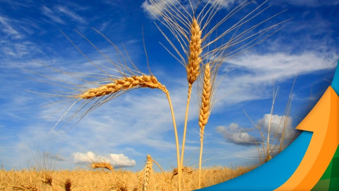São Borja/RS espera alta produtividade do trigo, mas se preocupa com chuva na colheita e margens muito apertadas