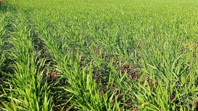 Plantio de trigo na Argentina progride rapidamente, exceto no norte, diz bolsa