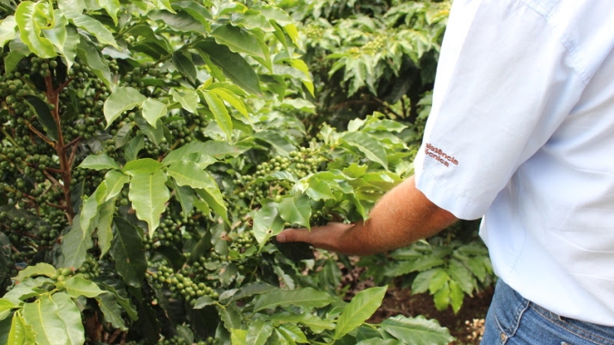 Cooxupé desenvolve programa para garantir a sustentabilidade e padronização do café perante o mercado