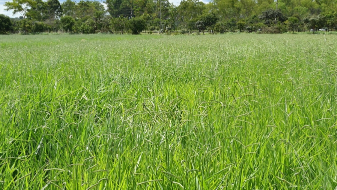 Primeira cultivar brasileira de Brachiaria decumbens chega ao mercado
