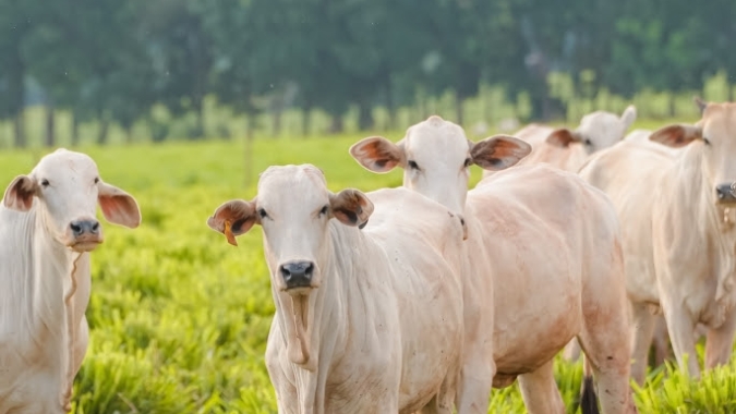 Produtor rural tem até 12 de junho para atualizar rebanho e evitar bloqueios no sistema