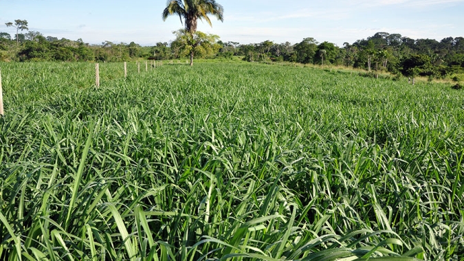 Cultivar de capim mostra bom desempenho ao anteceder a soja