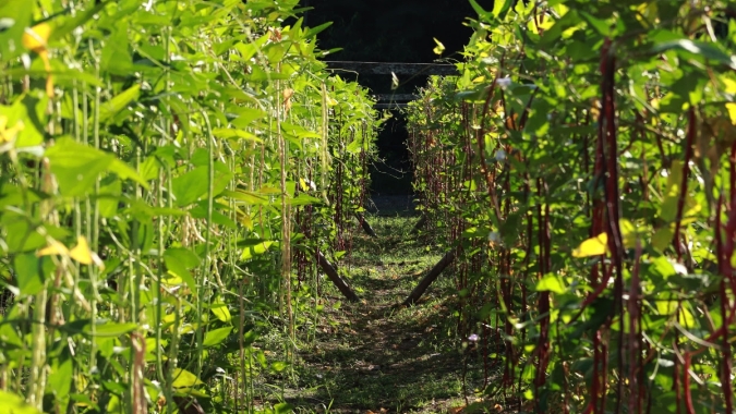 Embrapa abre oferta pública de sementes das novas cultivares de feijão-de-metro