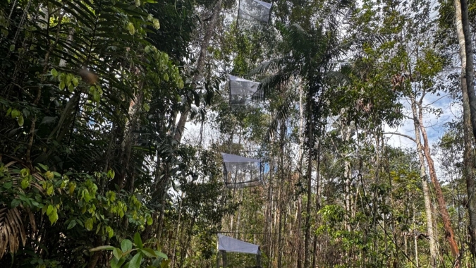 Estudo investiga ocorrência de vespas parasitoides em pequenas folhas de mandioca na Amazônia