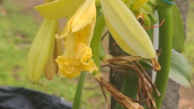 Baunilhas da Embrapa Cerrados têm sua primeira floração