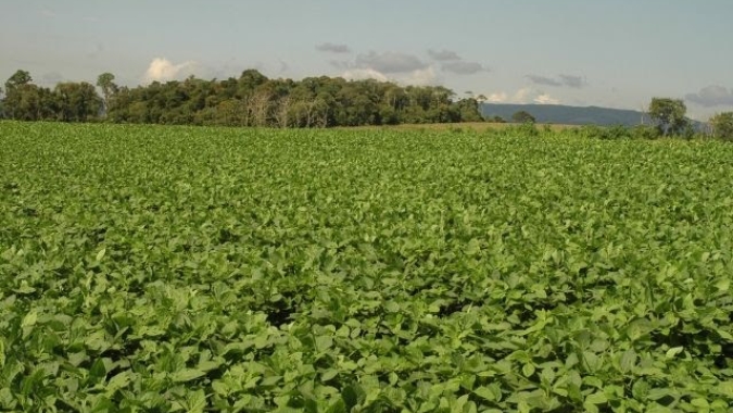 Imagens de satélite analisadas pela Epagri apontam aumento das lavouras de soja em municípios de Campos de Lages