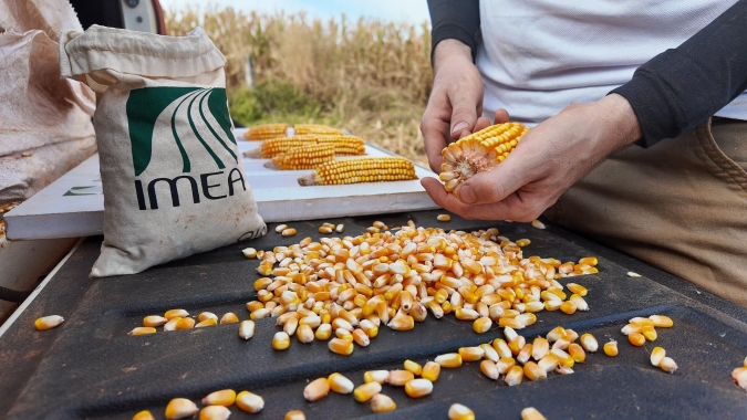 MT inicia colheita de milho da safra 2025/26 com ritmo superior ao ano passado