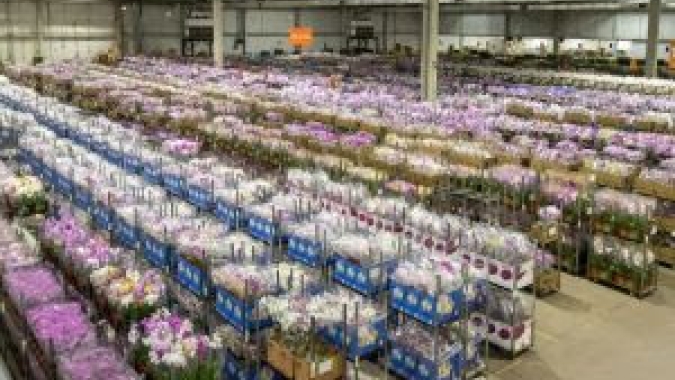 Cooperativa Veiling prevê a comercialização de 20 milhões de unidades de flores no Dia das mães