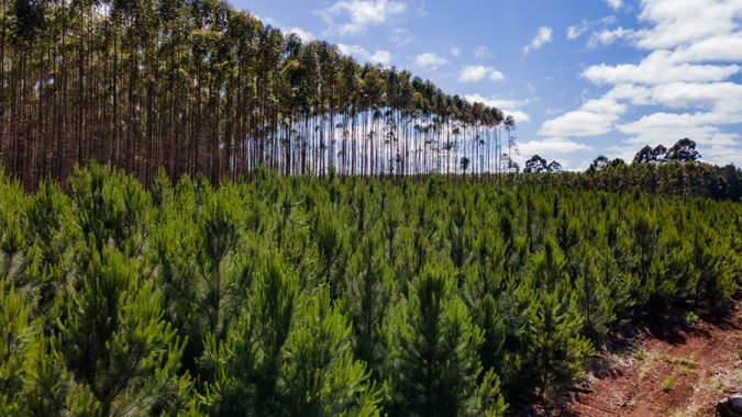 Ciência atualiza dados de estoque de carbono em plantios florestais