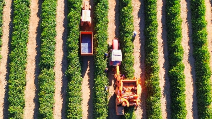 Colheita de café na Alta Mogiana chega a 50%, mas rendimento decepcionante dos produtores