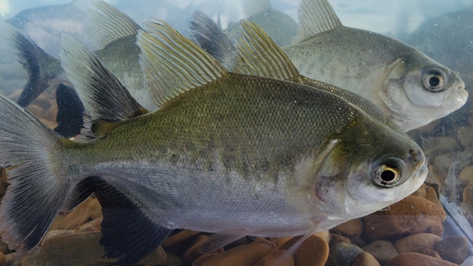 Setor de pescado soa o alarme com tarifas dos EUA e busca ajuda do governo
