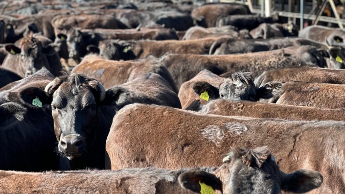 Programa impulsiona a padronização e crescimento do Wagyu cruzado no Brasil