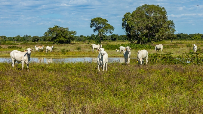 STF analisa nova lei do Pantanal com participação da Famato