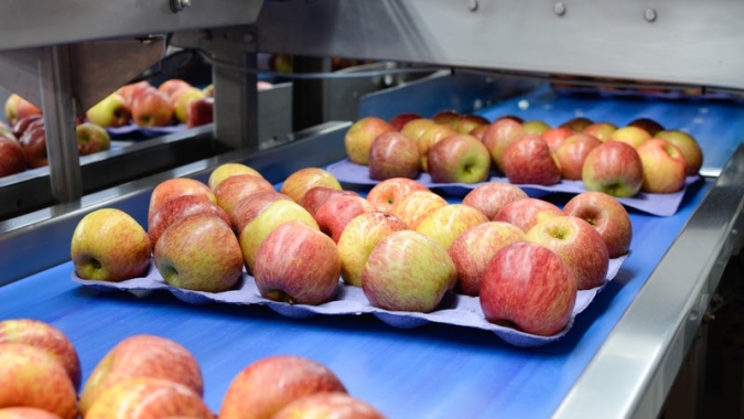 Safra 2024/2025 de maçã alcança 850 mil toneladas e se destaca pela qualidade histórica da fruta
