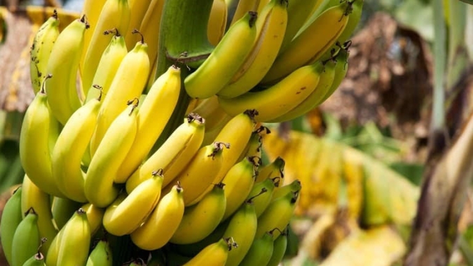 Vale do Ribeira conquista Indicação Geográfica da banana