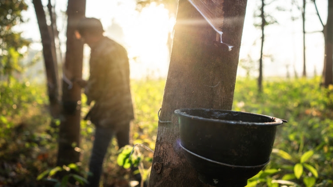 FAESP pleiteia elevação da alíquota de importação para a borracha natural