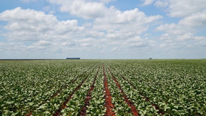 Produção de biodiesel cresce e Mato Grosso responde por 26% do volume nacional, aponta Imea