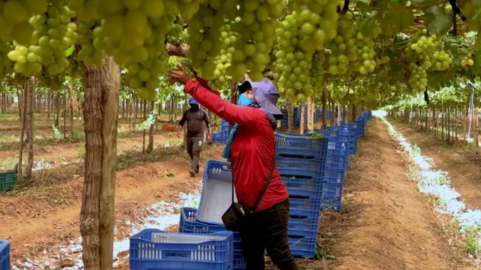 Produção de frutas cresce 19% no Nordeste em quatro anos e consolida região como centro fruticultor nacional