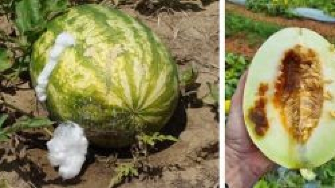 Sementes piratas contaminadas podem devastar produção de melão e melancia no Brasil