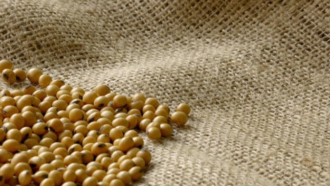 Novas cultivares de soja da Embrapa para o Centro-Norte do Brasil estão disponíveis para a próxima safra
