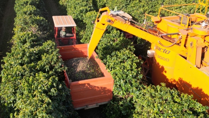 Café da Alta Mogiana: colheita de 2025 encerra com quebra de produtividade acima do esperado