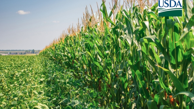 USDA deve trazer safra e estoques de soja 24/25 dos EUA maiores; milho deve ter números menores
