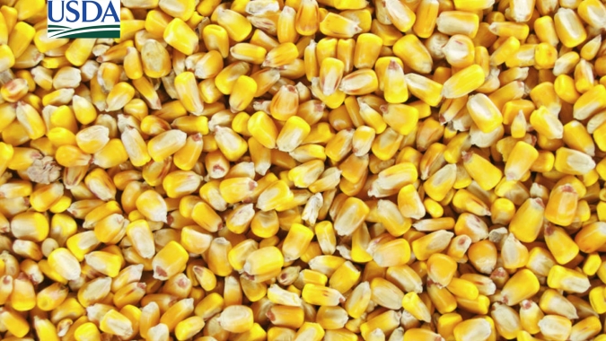 USDA informa nova venda de milho para a Colômbia nesta 6ª (14)