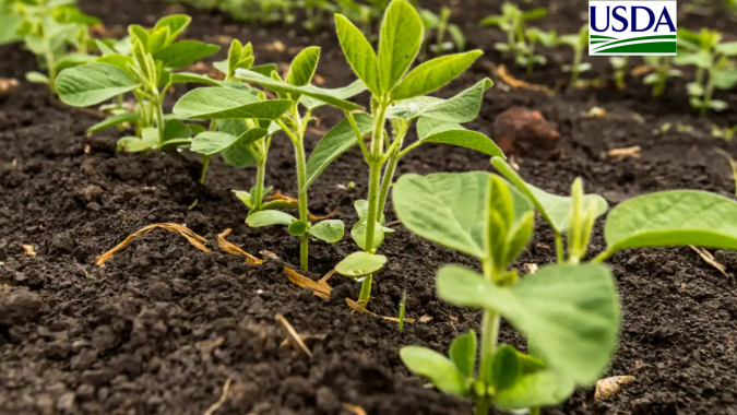 USDA: Plantio de soja e milho dos EUA segue acelerado; oleaginosa chega a  67%