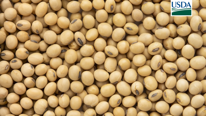 USDA: Vendas semanais de soja 26/27 dos EUA superam expectativas e passam de 1 milhão de toneladas; China lidera compras