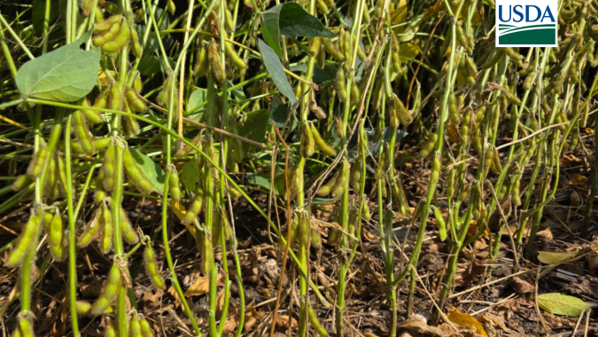 USDA: Lavouras de soja têm nova piora nos EUA e índice de bom/excelente cai para 58% nos EUA;