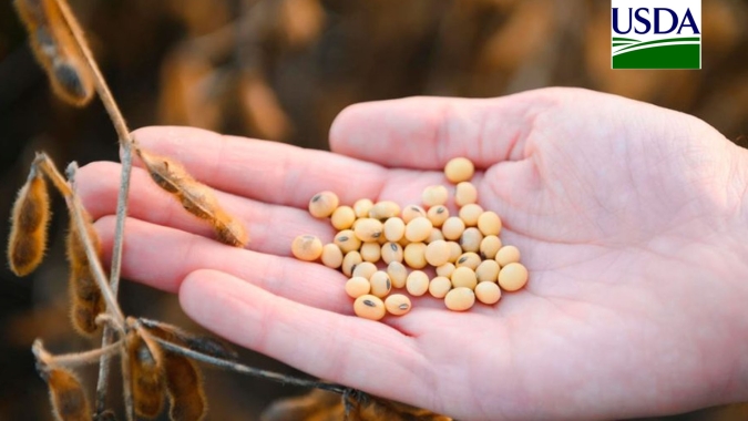 USDA informa venda de mais de 420 mil t de soja nesta 4ª feira (20)