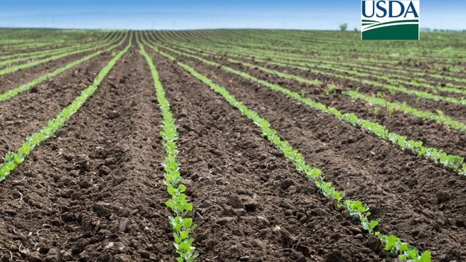 EUA 23/24: USDA traz área de soja igual à estimada no Outlook Forum, mas projeta crescimento no milho