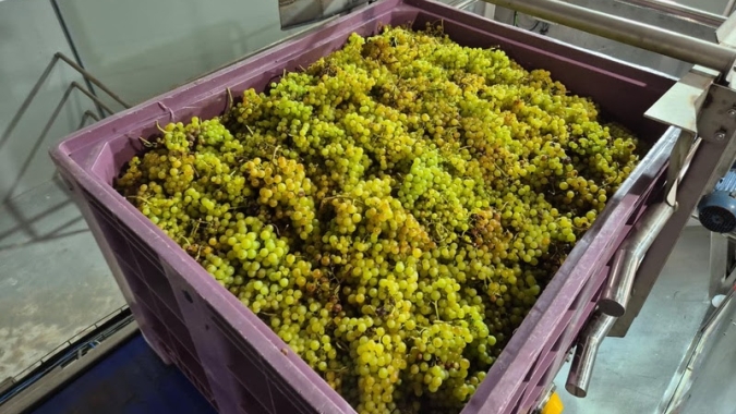 Exportações de frutas seguem abaixo de 2025 em volume, mas receita permanece maior